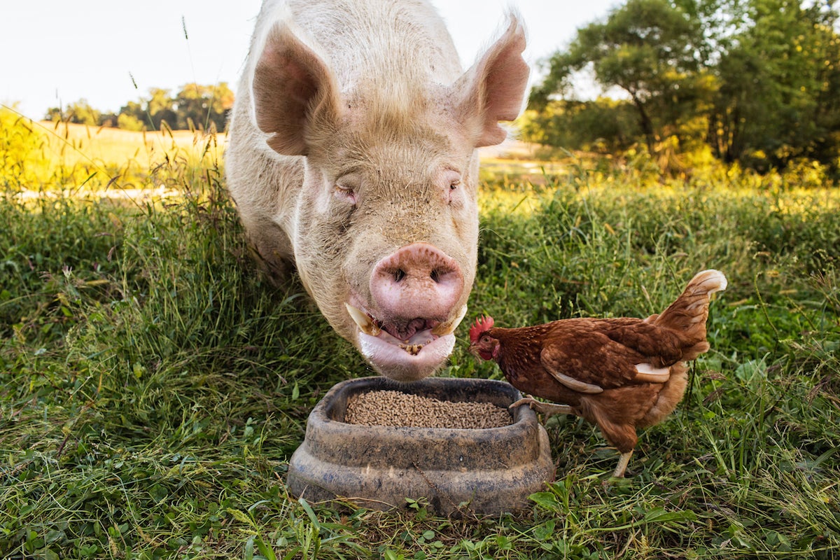 Sift Farm via @kingarthurflour